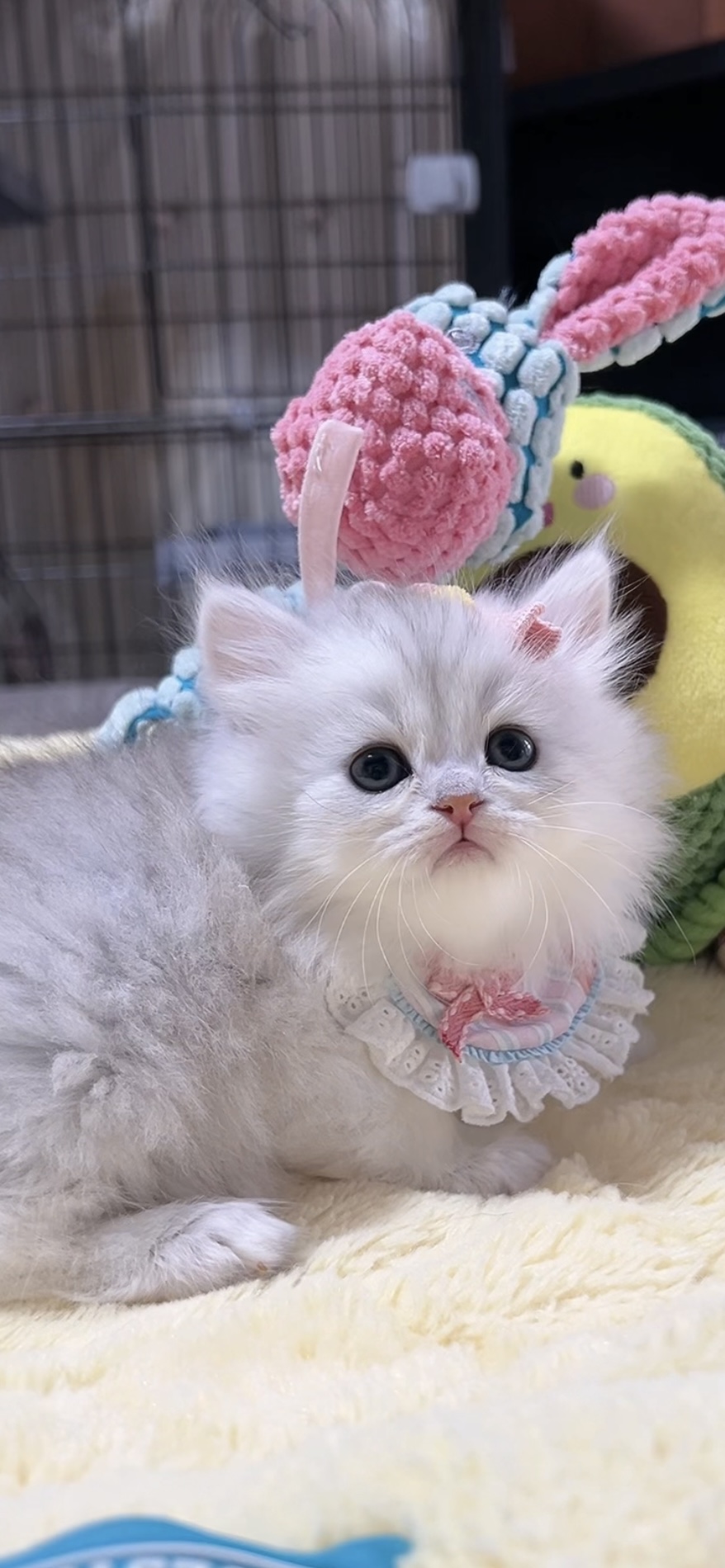 ミヌエット(長足)の子猫 男の子 販売中 - 画像 (2)