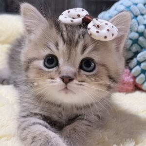 ミヌエット(長足)の子猫　男の子 商談中