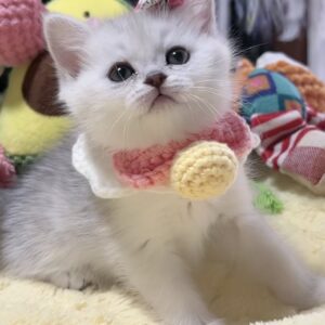 ミヌエット(長足)の子猫　女の子 販売中