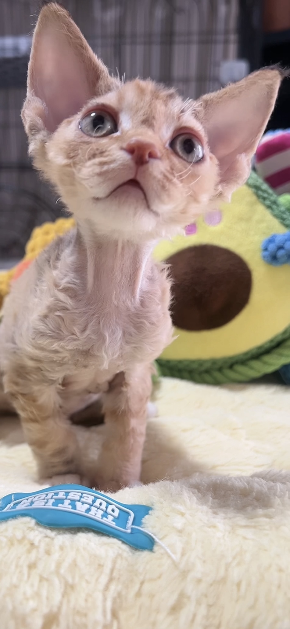 デボンレックスの子猫(女の子) 販売中 - 画像 (9)