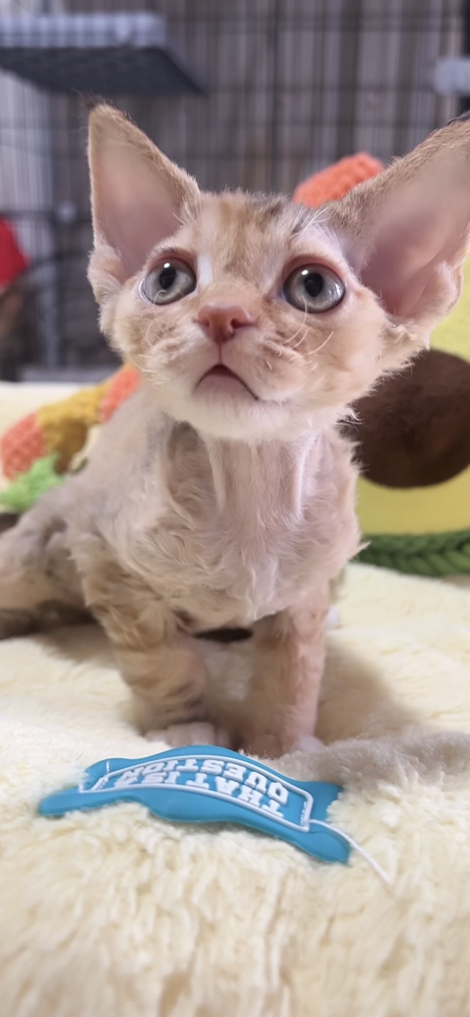 デボンレックスの子猫(女の子) 販売中 - 画像 (8)