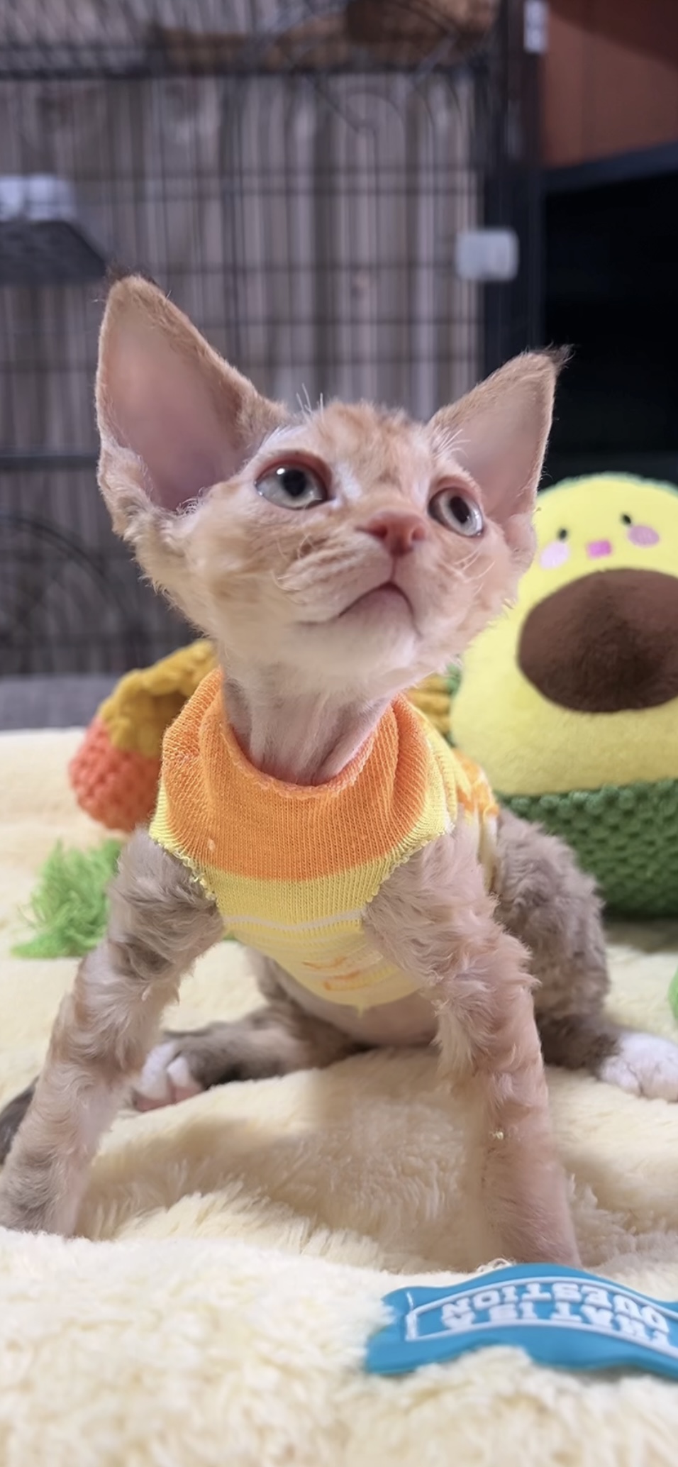 デボンレックスの子猫(女の子) 販売中 - 画像 (7)
