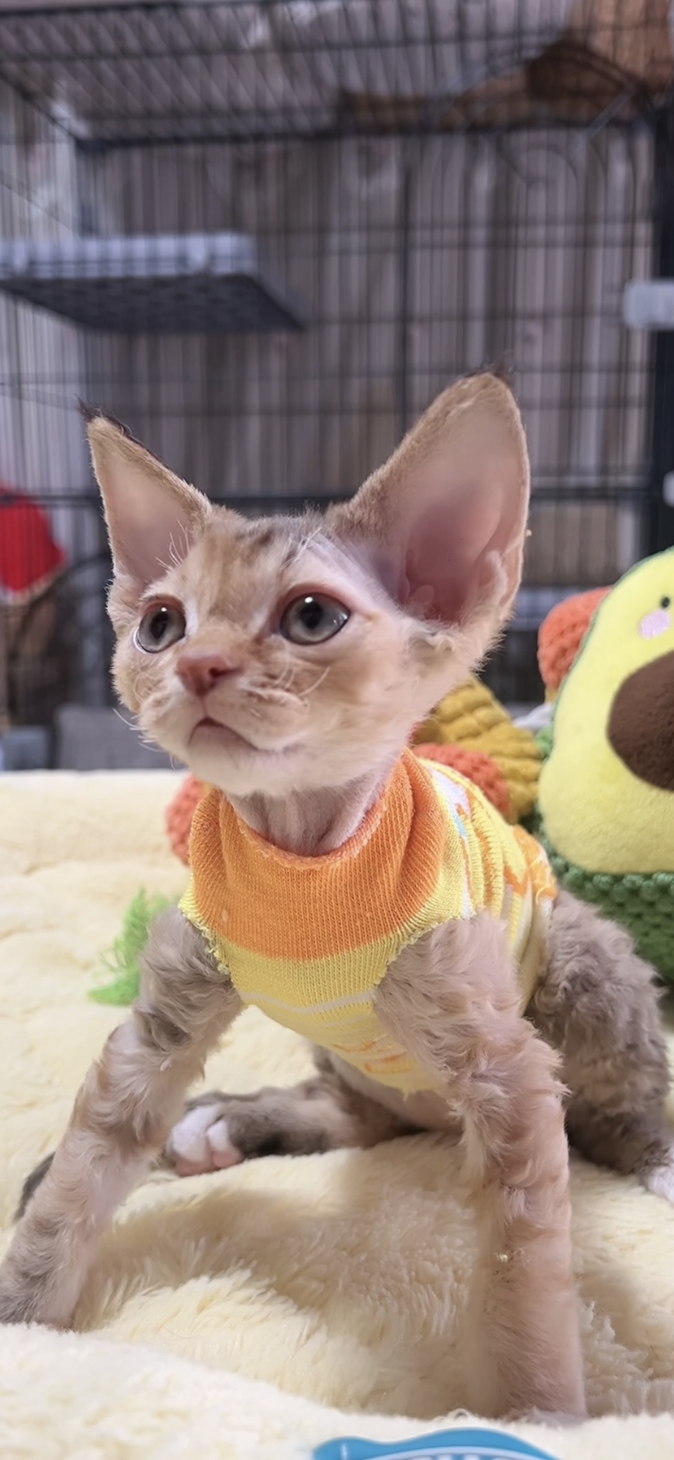 デボンレックスの子猫(女の子) 販売中 - 画像 (6)