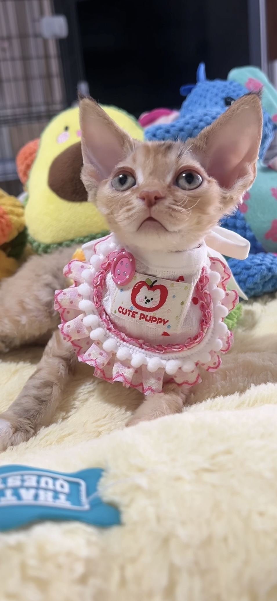 デボンレックスの子猫(女の子) 販売中 - 画像 (5)