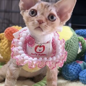 デボンレックスの子猫(女の子) 販売中