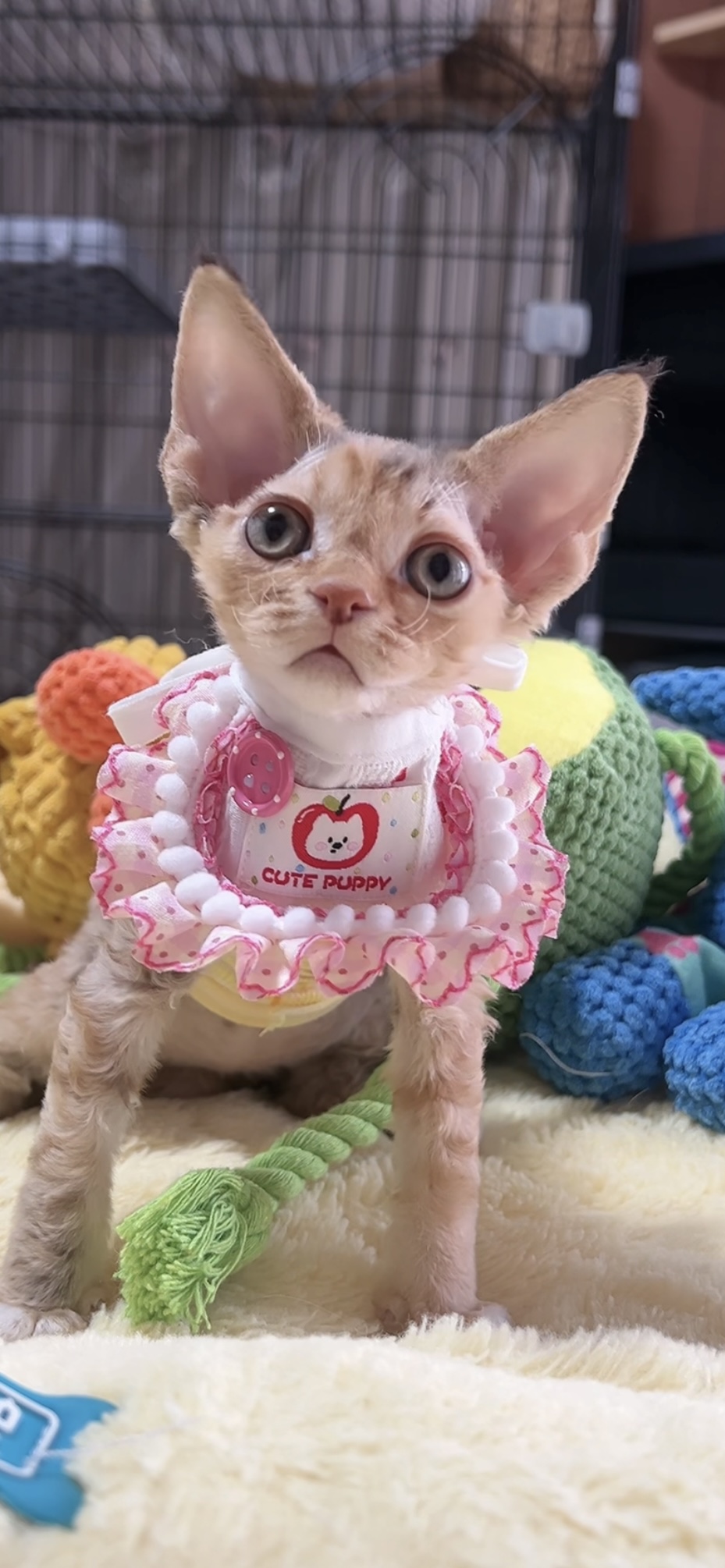 デボンレックスの子猫(女の子) 販売中