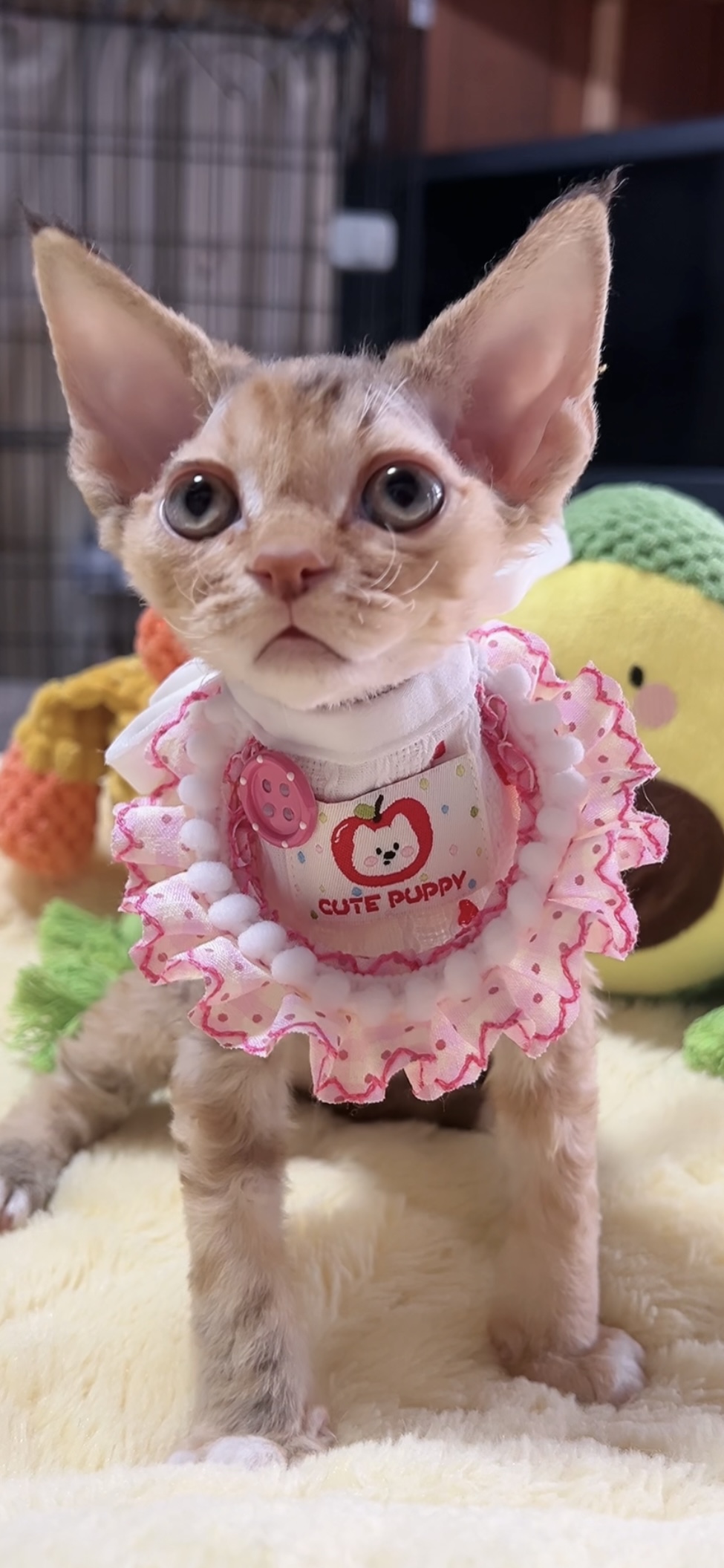 デボンレックスの子猫(女の子) 販売中 - 画像 (3)