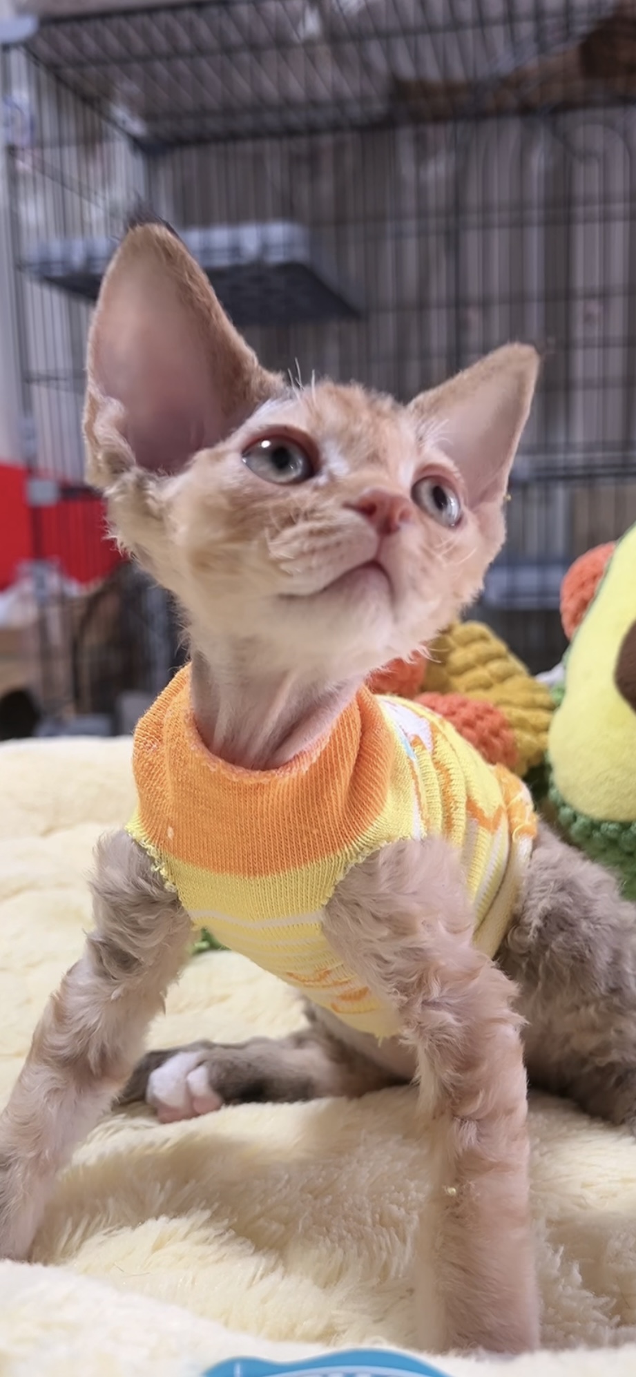 デボンレックスの子猫(女の子) 販売中 - 画像 (2)
