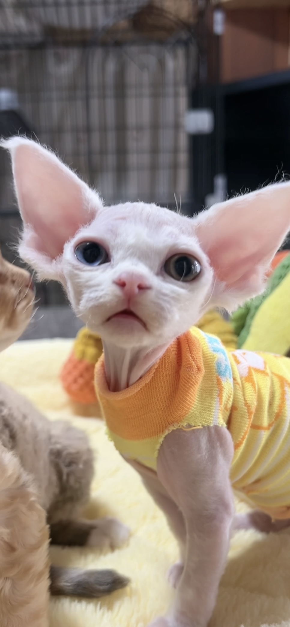 デボンレックスの子猫(女の子) 販売中 - 画像 (8)