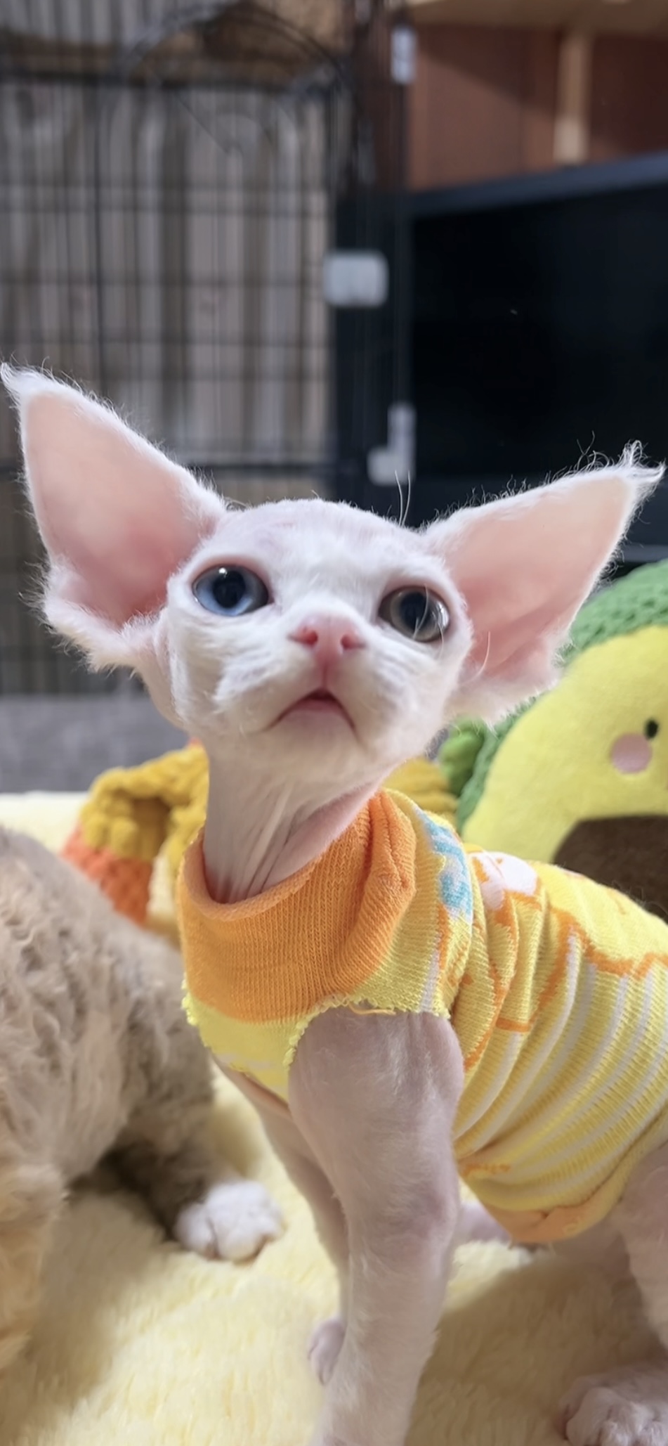 デボンレックスの子猫(女の子) 販売中 - 画像 (7)