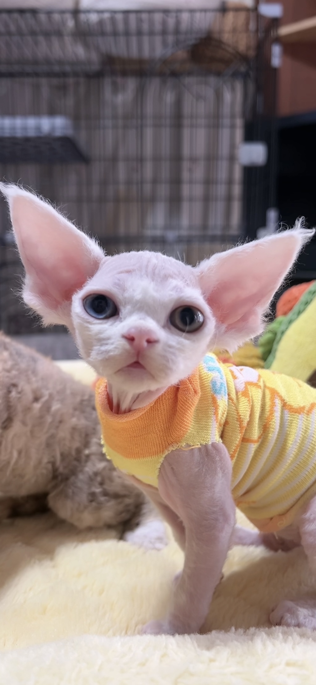 デボンレックスの子猫(女の子) 販売中 - 画像 (6)
