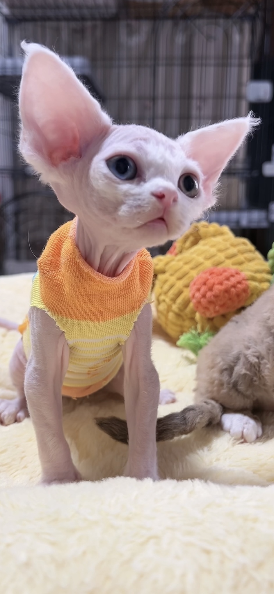 デボンレックスの子猫(女の子) 販売中 - 画像 (5)