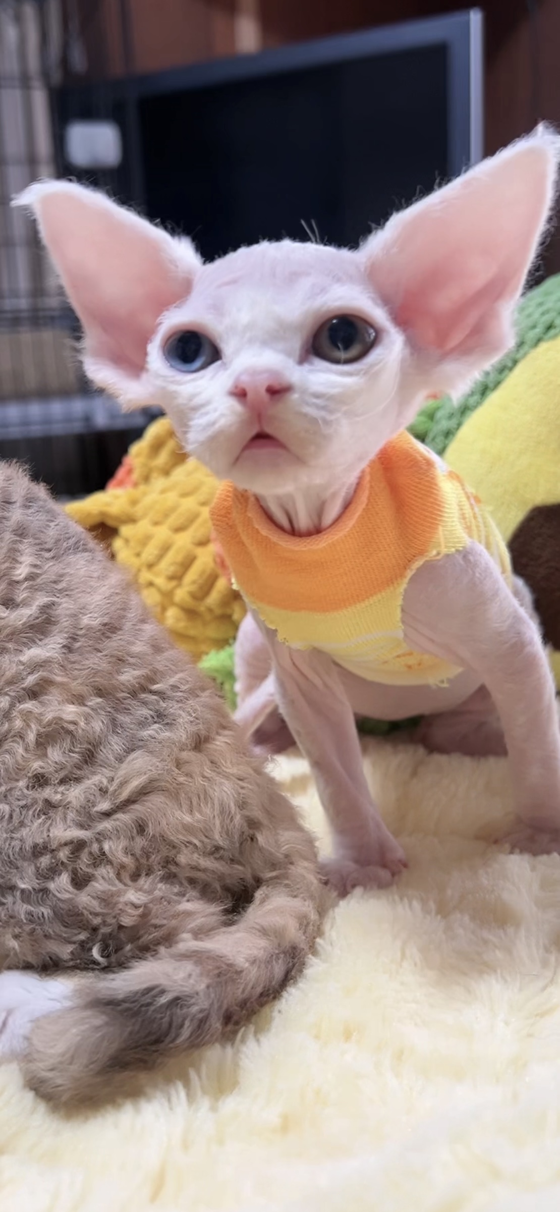 デボンレックスの子猫(女の子) 販売中 - 画像 (4)