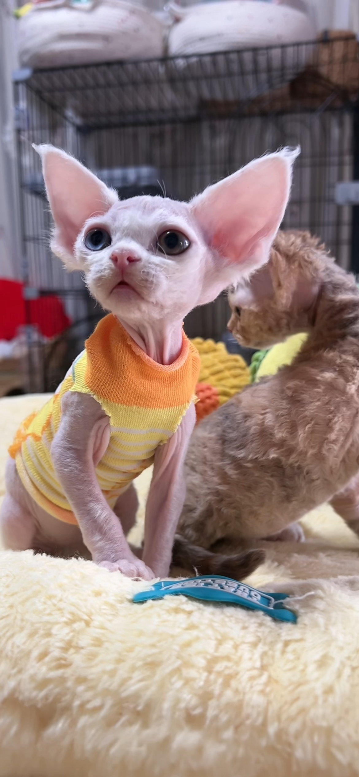 デボンレックスの子猫(女の子) 販売中 - 画像 (3)
