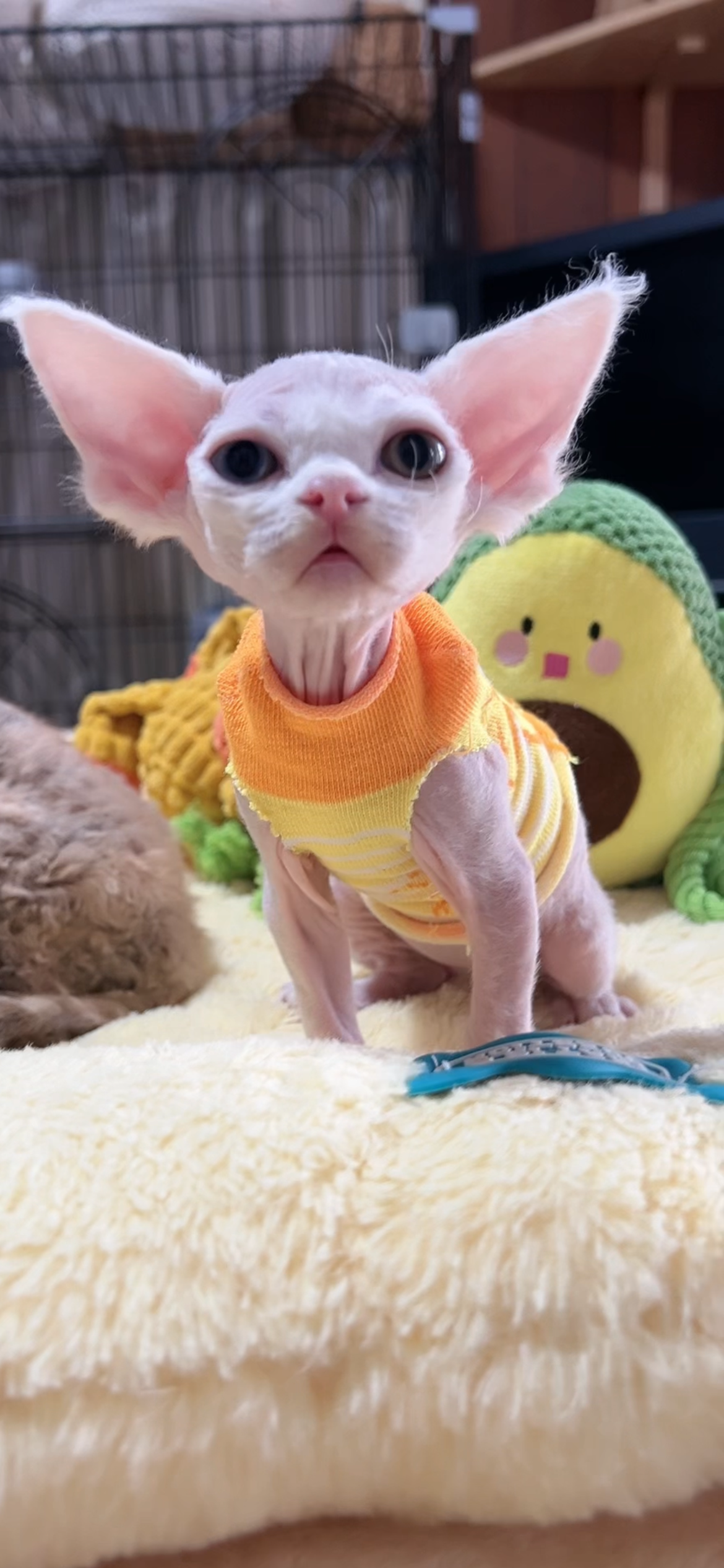 デボンレックスの子猫(女の子) 販売中