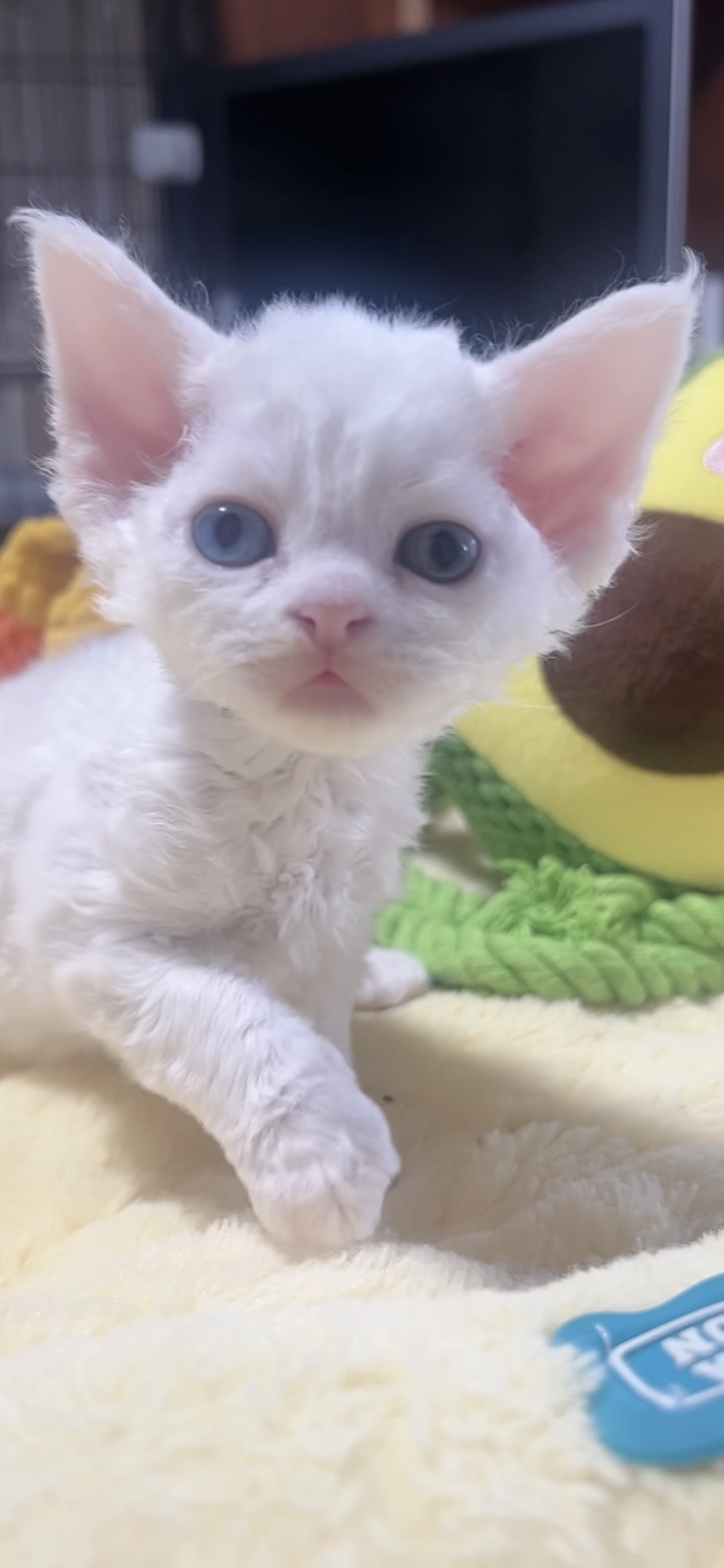 デボンレックスの子猫(男の子) 販売中 - 画像 (11)