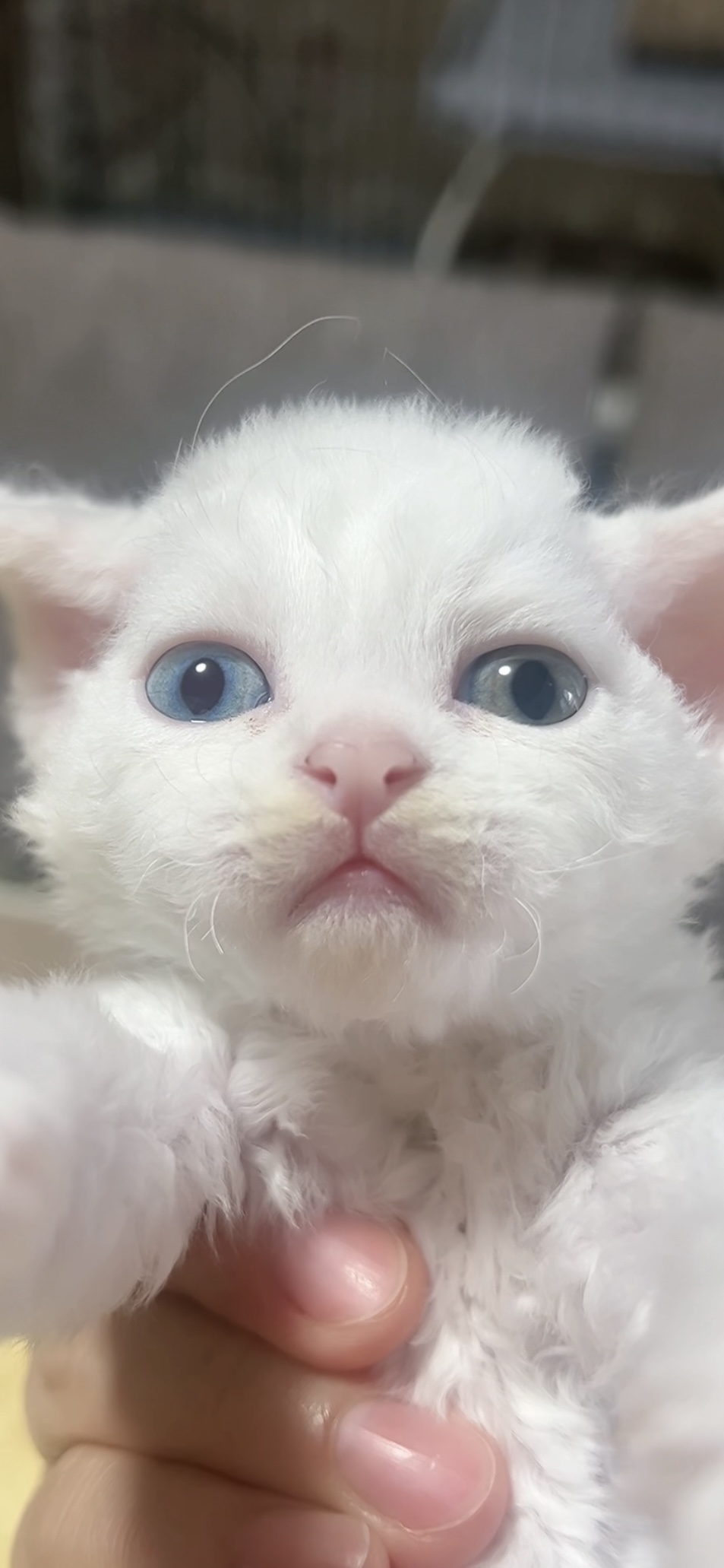 デボンレックスの子猫(男の子) 販売中 - 画像 (10)