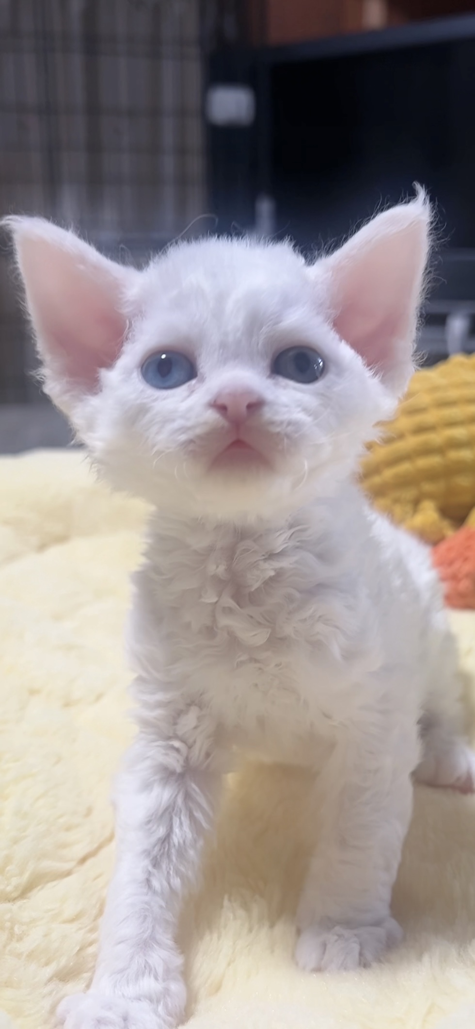デボンレックスの子猫(男の子) 販売中 - 画像 (9)