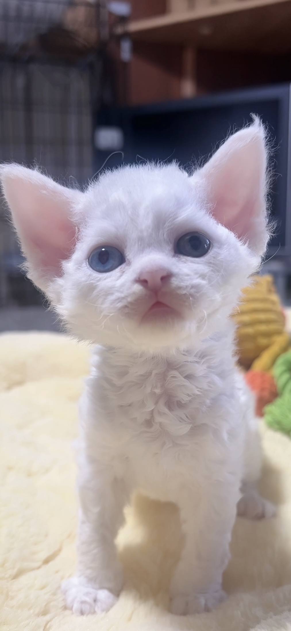 デボンレックスの子猫(男の子) 販売中 - 画像 (8)
