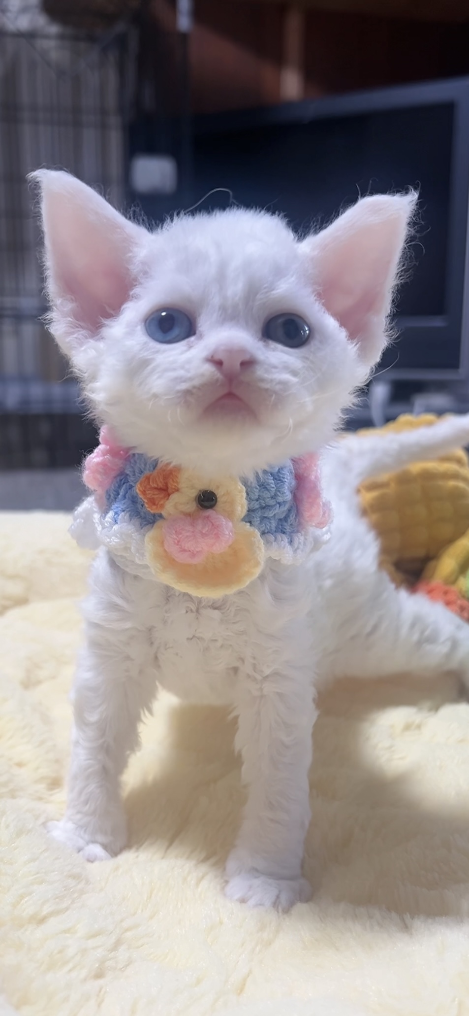 デボンレックスの子猫(男の子) 販売中 - 画像 (7)