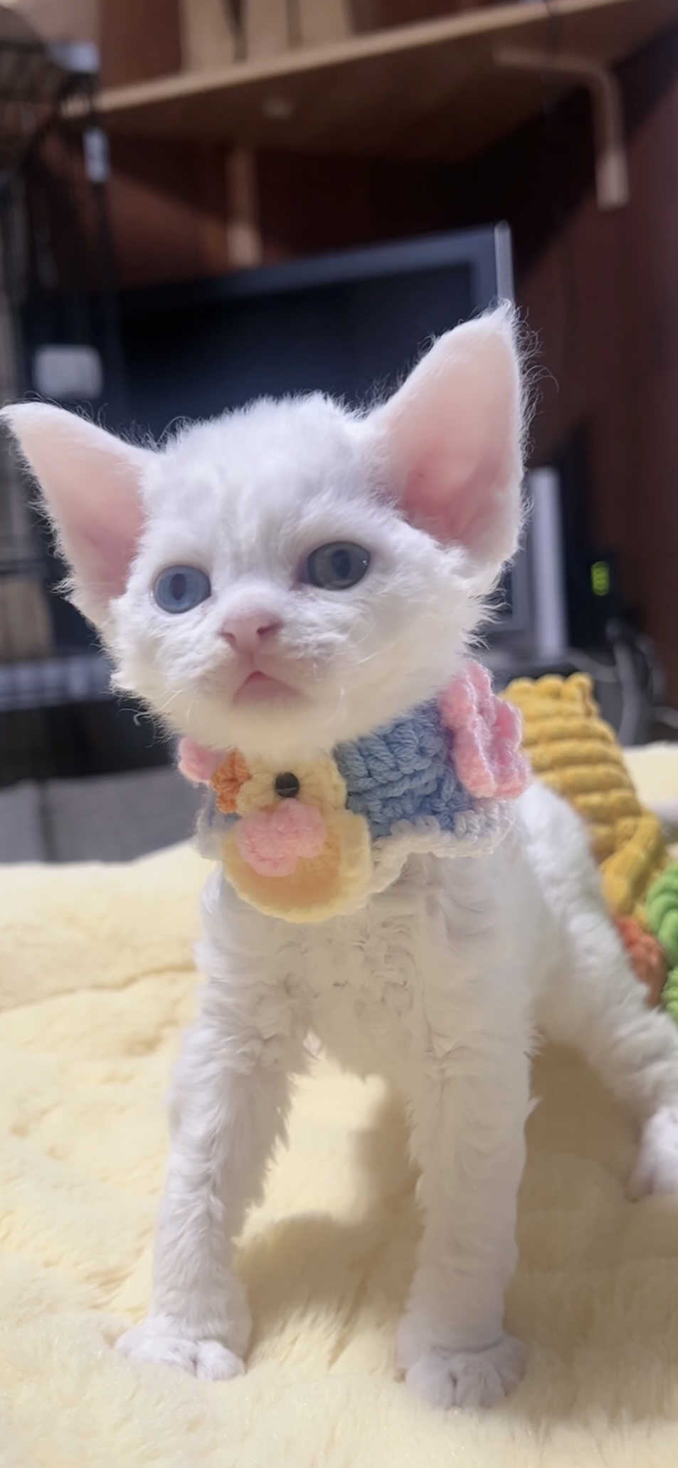 デボンレックスの子猫(男の子) 販売中 - 画像 (6)