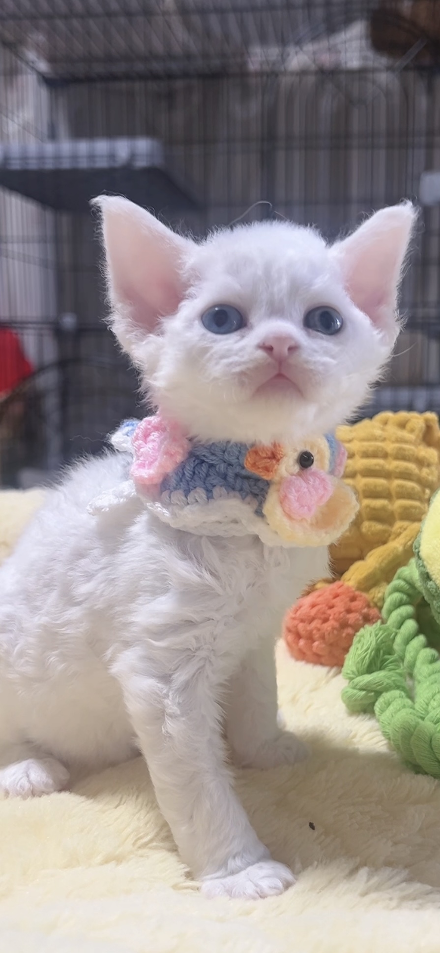 デボンレックスの子猫(男の子) 販売中 - 画像 (5)