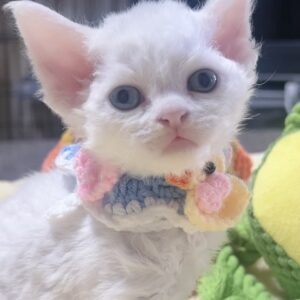 デボンレックスの子猫(男の子) 販売中
