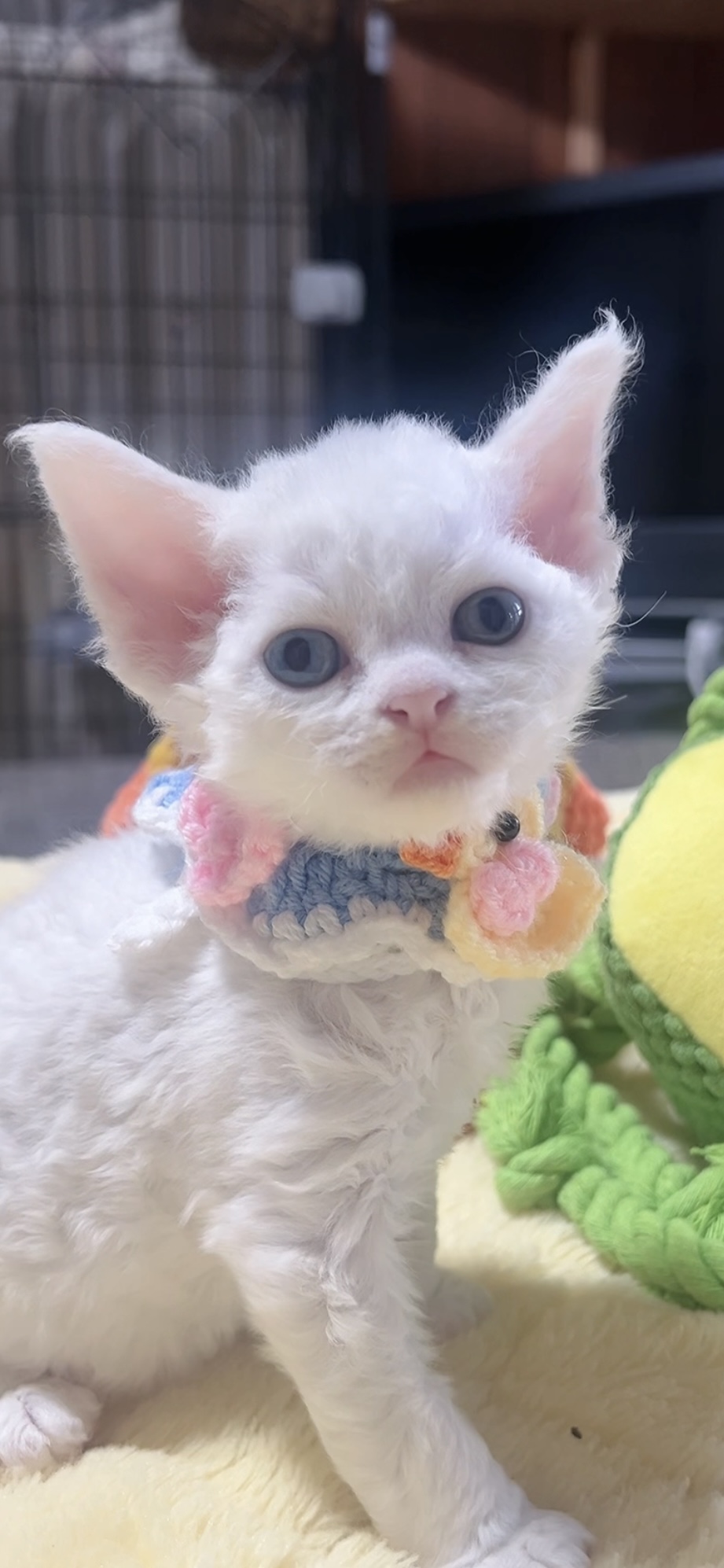 デボンレックスの子猫(男の子) 販売中