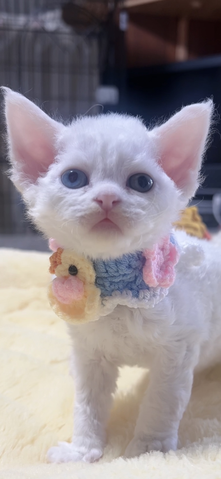 デボンレックスの子猫(男の子) 販売中 - 画像 (3)
