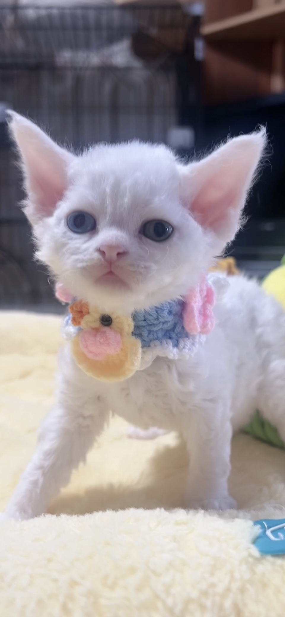 デボンレックスの子猫(男の子) 販売中 - 画像 (2)