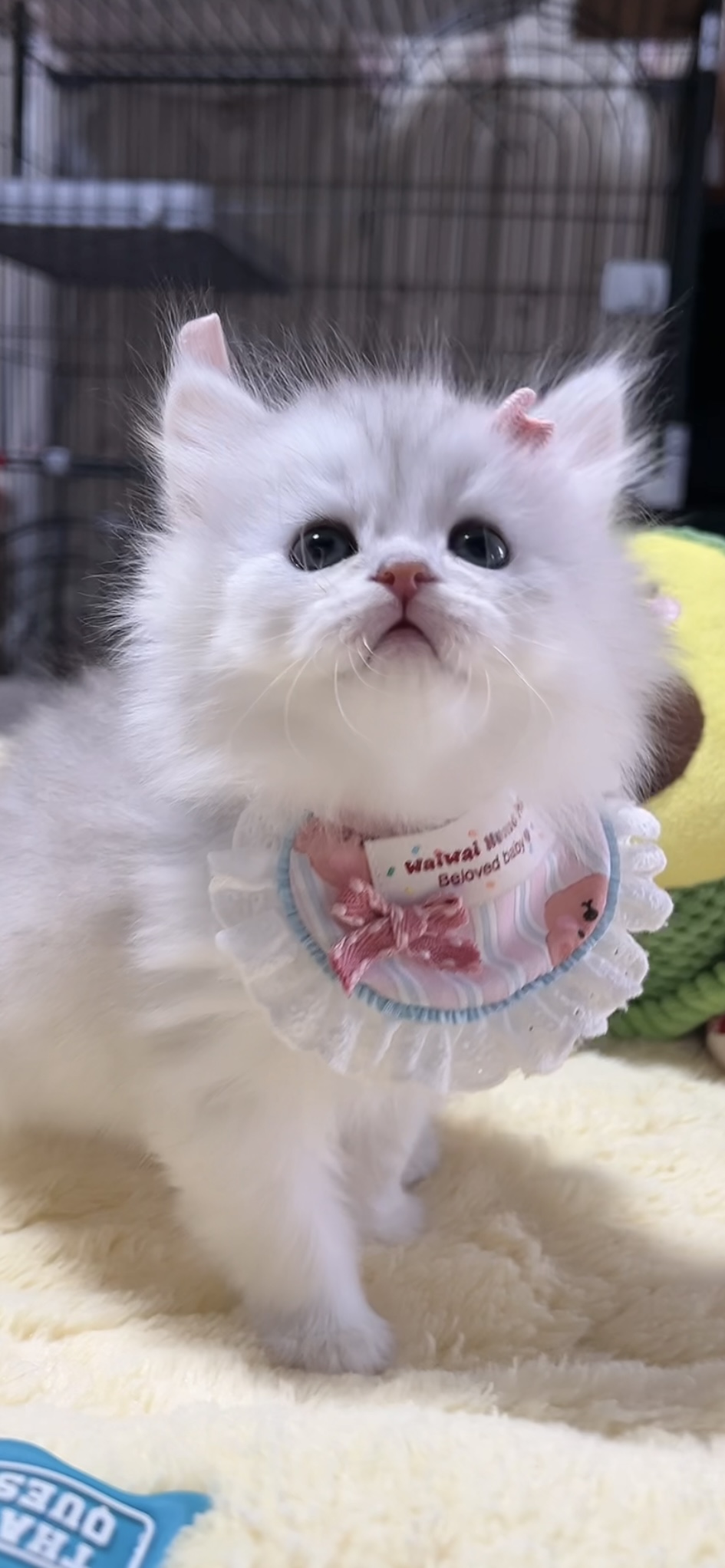 ミヌエット(長足)の子猫 男の子 販売中 - 画像 (6)