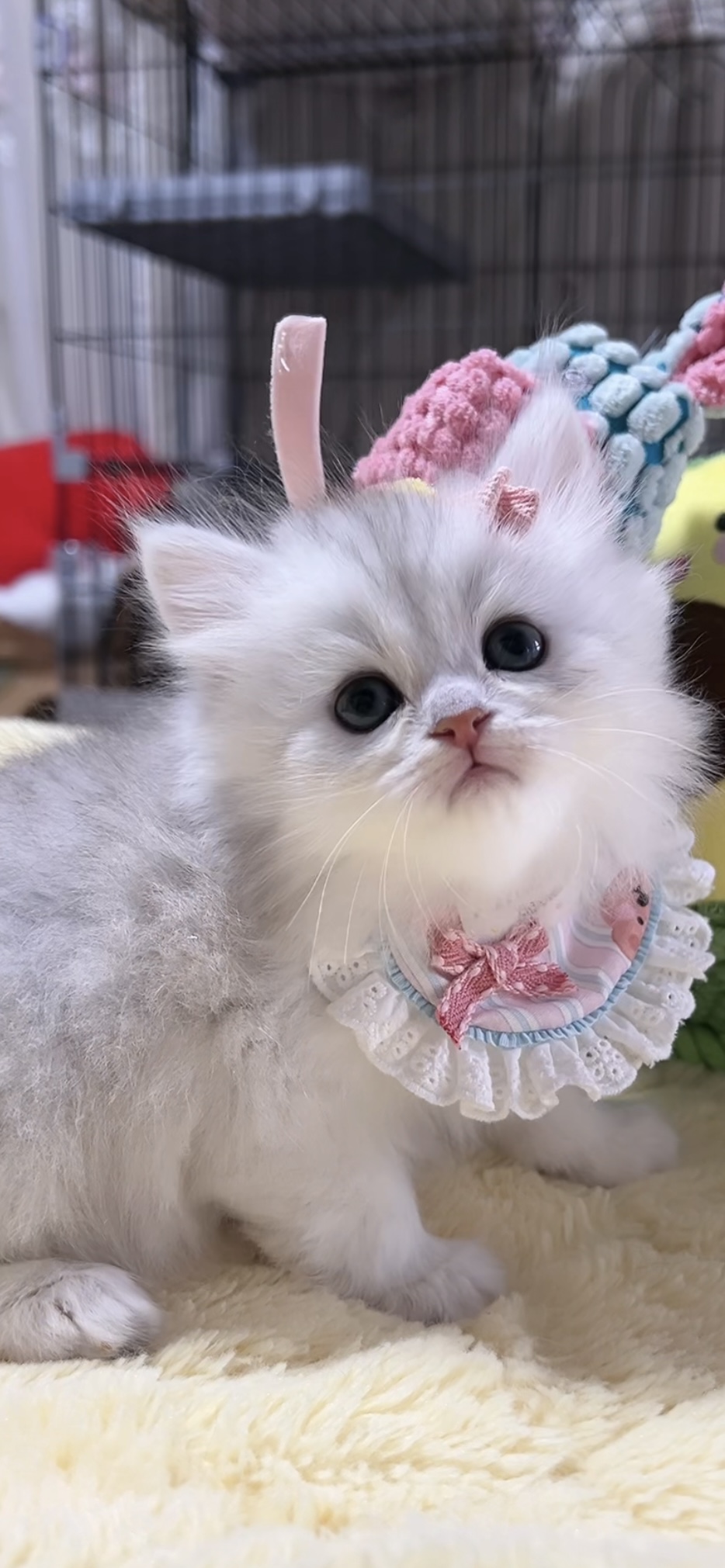 ミヌエット(長足)の子猫 男の子 販売中 - 画像 (4)