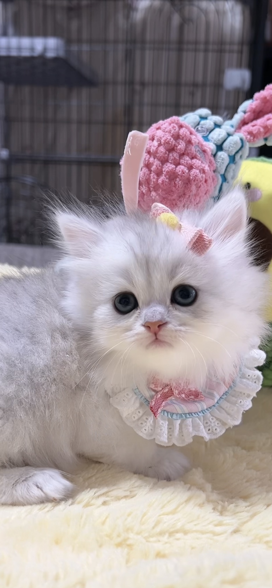 ミヌエット(長足)の子猫 男の子 販売中 - 画像 (3)