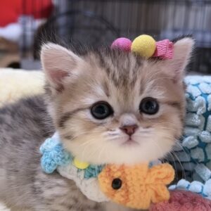 ミヌエット(短足)の子猫　女の子 商談中