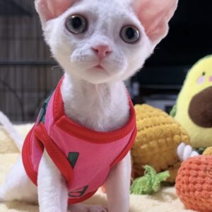 デボンレックスの子猫（男の子）　販売中