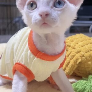 デボンレックスの子猫（男の子）　販売中