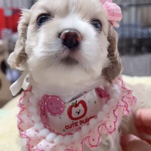 アメリカンコッカースパニエル(女の子)販売中