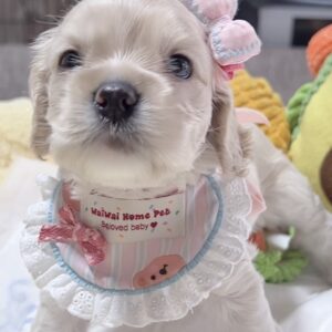 アメリカンコッカースパニエル(女の子)販売中