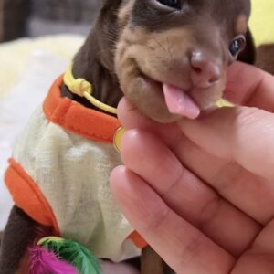 ﾐﾆﾁｭｱﾋﾟﾝｼｬｰｰ（男の子） 販売中