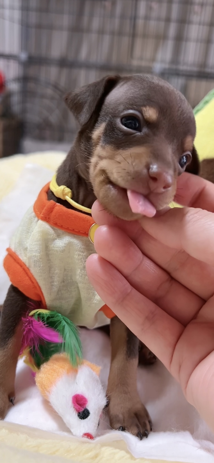ミニチュアピンシャーー(男の子) 販売中