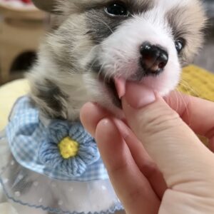 ｳｴﾙｼｭ・ｺｰｷﾞｰ（男の子） 販売中
