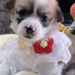 ｳｴﾙｼｭ・ｺｰｷﾞｰ（女の子） 販売中