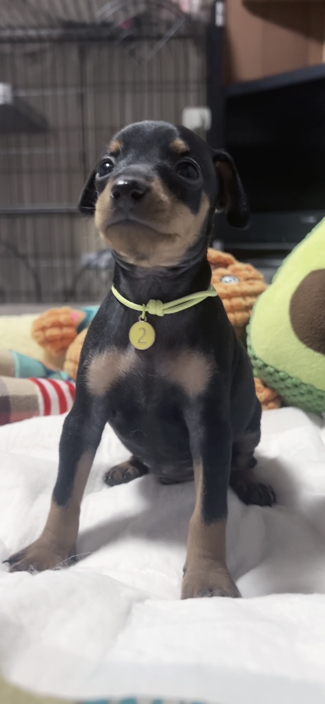 ミニチュアピンシャー(男の子)断尾なし 販売中 - 画像 (8)