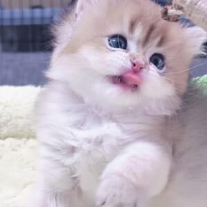 ﾌﾞﾘﾃｨｯｼｭﾛﾝｸﾞﾍｱｰ男の子 販売中