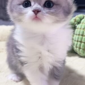 ｽｺﾃｨｯｼｭﾌｫｰﾙﾄﾞ(立ち耳)の子猫 　女の子　販売中