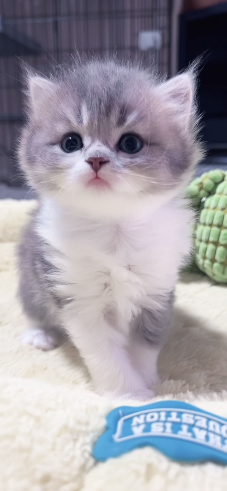 スコティッシュフォールド(立ち耳)の子猫 女の子 販売中