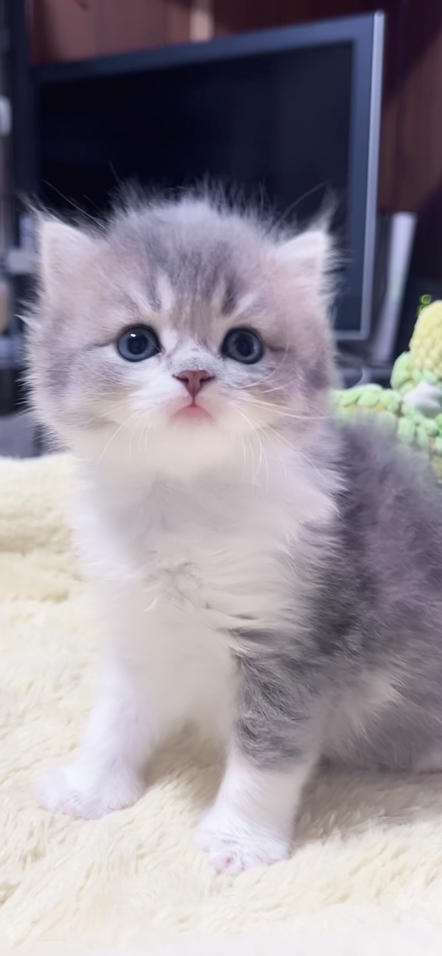 スコティッシュフォールド(立ち耳)の子猫 女の子 販売中 - 画像 (6)