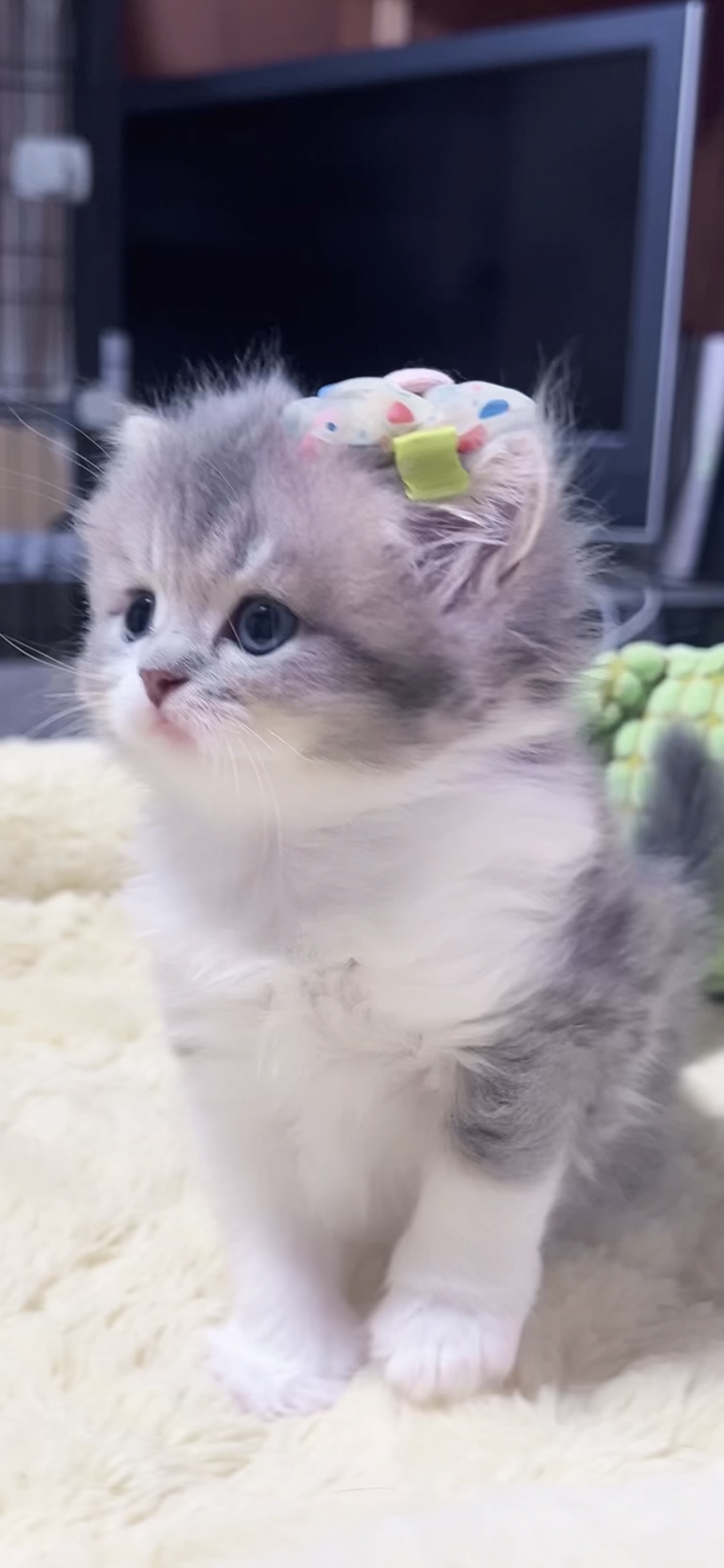 スコティッシュフォールド(立ち耳)の子猫 女の子 販売中 - 画像 (5)