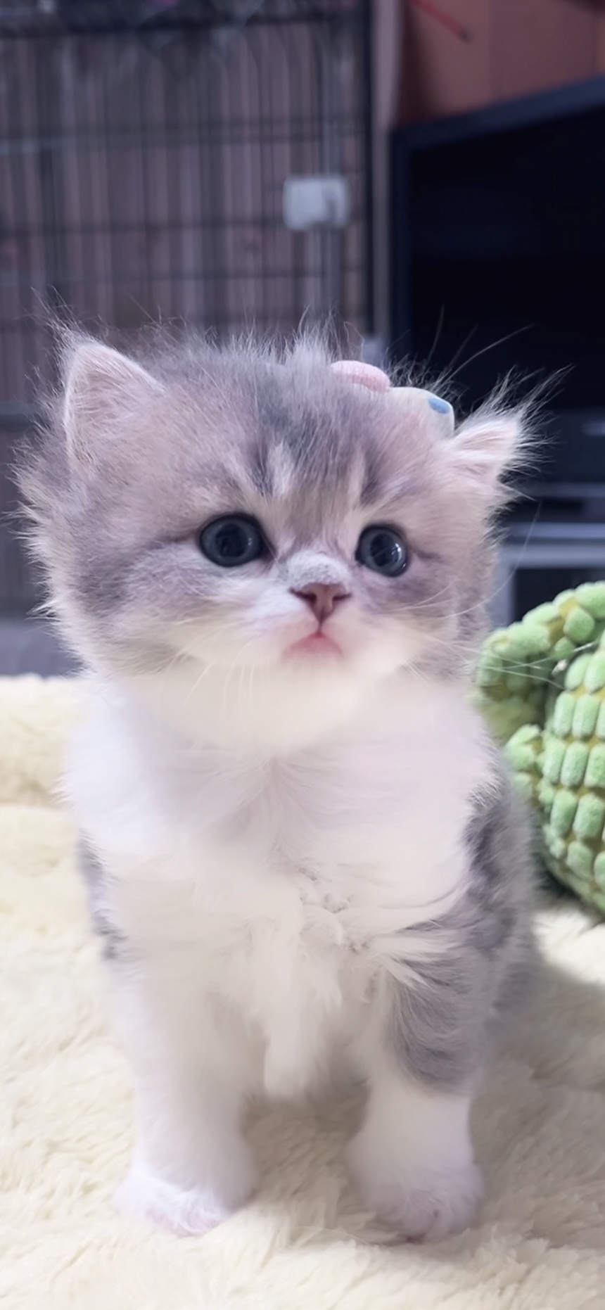 スコティッシュフォールド(立ち耳)の子猫 女の子 販売中 - 画像 (4)