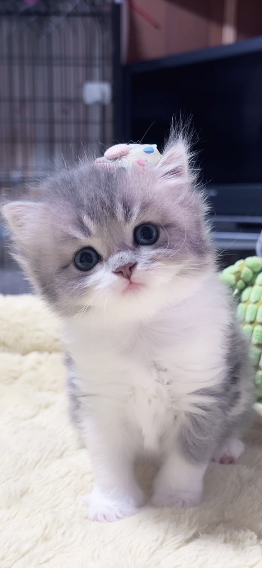 スコティッシュフォールド(立ち耳)の子猫 女の子 販売中 - 画像 (3)